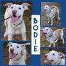 Bodie
