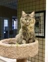 . Ashlee (torti) .