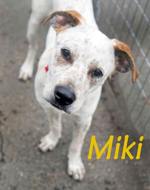 . Miki .