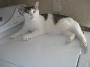 . Princess Marshmallow Tail .