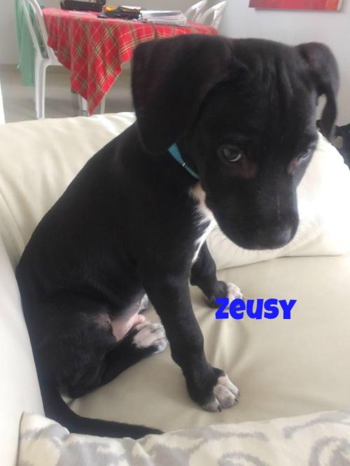 . Zuesy .