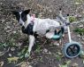 Khushi- Special Needs Indian Pariah Dog