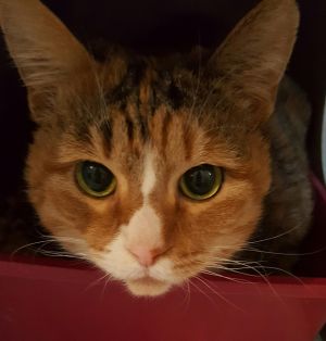 . Angelica: All She Wants Is a Lap .