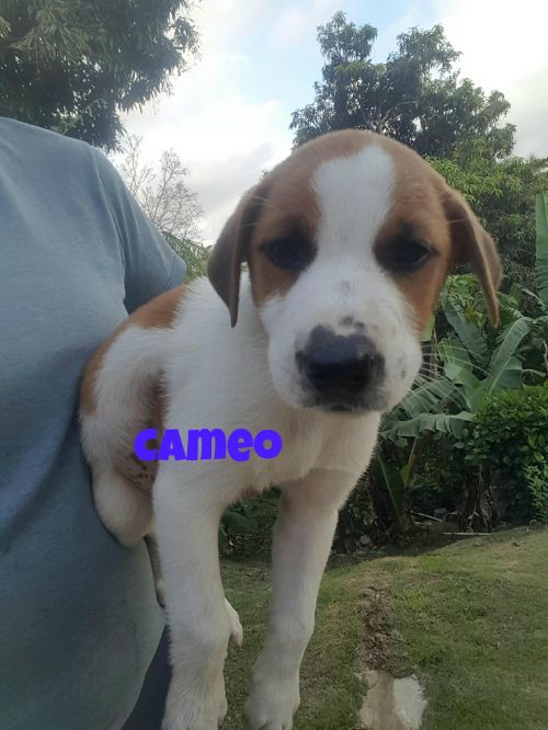 . Cameo .