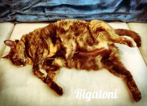 . Rigatoni .