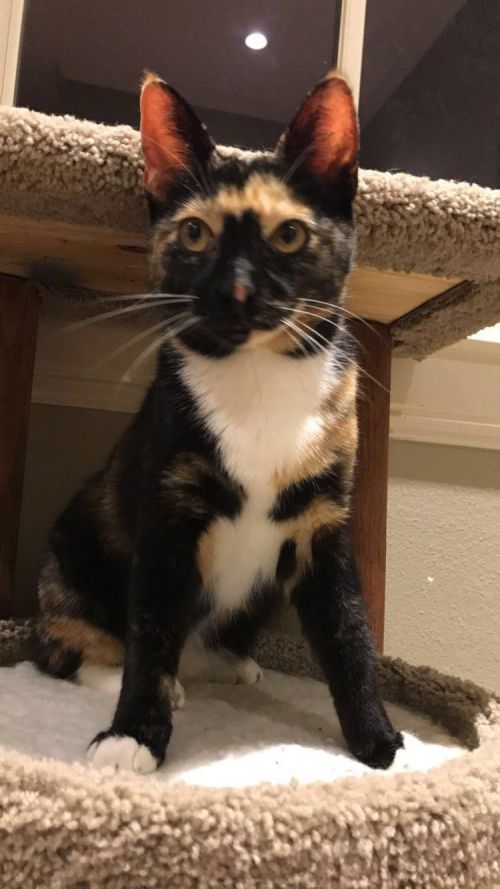 . Bindi .