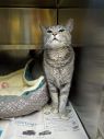 . Lulu-I am as pretty as can be! .