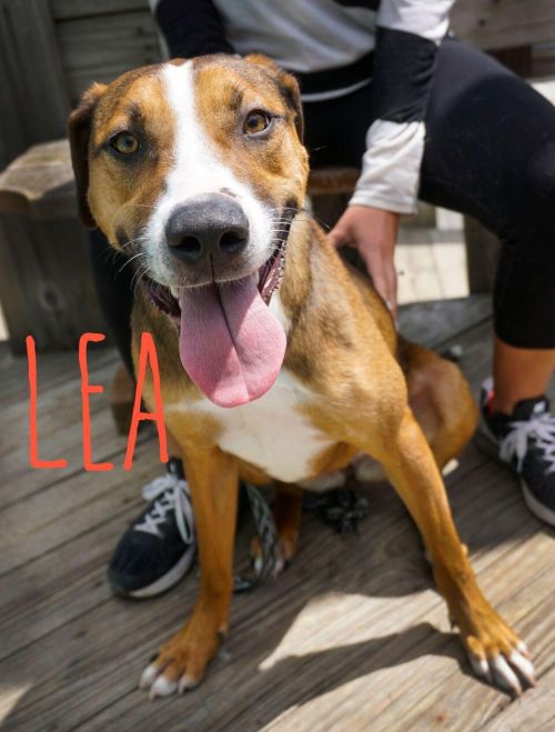 . Lea .