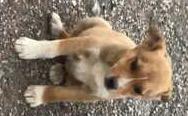 . Dog .