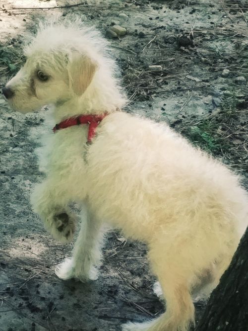 . Sparky .