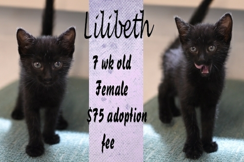 . Lilibeth .