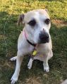 Bella **FOSTER NEEDED**