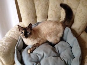 . annie tortie point .