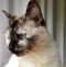 . annie tortie point .