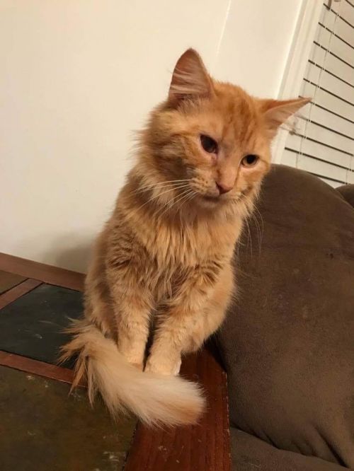. Simba .