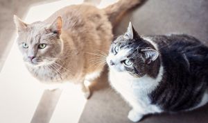 . (left) Ollie and (right) Normie .