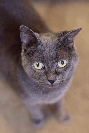 . Lady Grey .