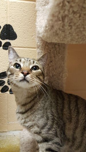 . Mimi (SPECIAL ADOPTION FEE) .