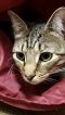 . Mimi (SPECIAL ADOPTION FEE) .