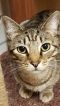 . Mimi (SPECIAL ADOPTION FEE) .
