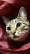. Mimi (SPECIAL ADOPTION FEE) .