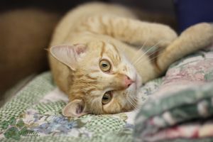 . MR ER Orange Tabby .