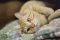 . MR ER Orange Tabby .