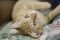 . MR ER Orange Tabby .
