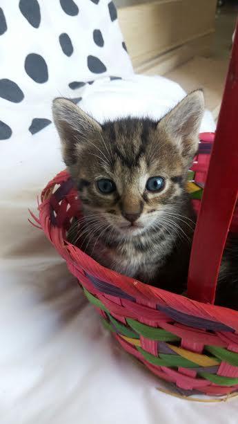 . Tiger .