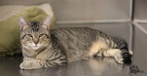 . MR ER Grey Tabby .