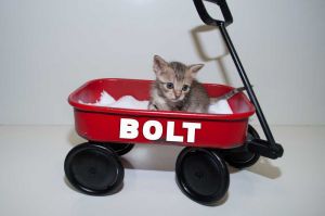 . Bolt .