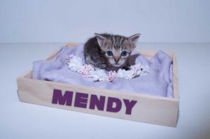 . Mendy .