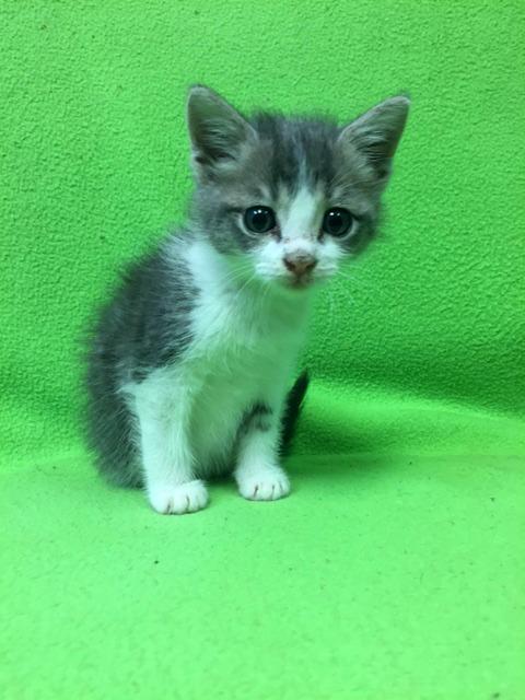 . Mr. Meowgi .