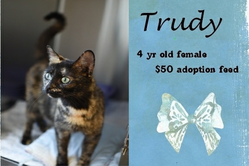 . Trudy .