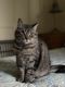 . Wonder Cat .