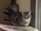. Wonder Cat .