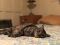 . Wonder Cat .