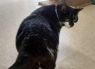 . Mr. Biggles .