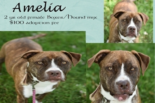 . Amelia .
