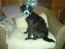 Cooper - Pending Adoption