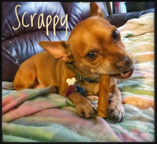 . Scrappy .
