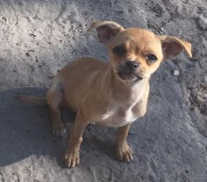 . PEANUT .