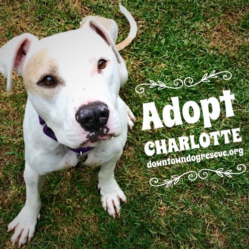 . Charlotte .