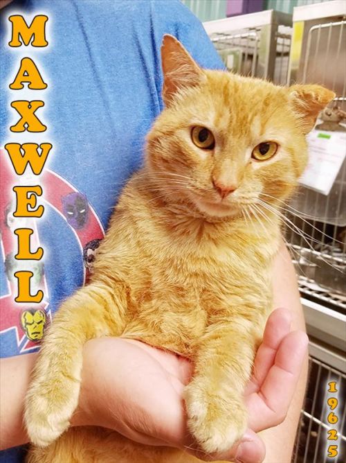 . Maxwell .