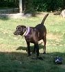 . Dixie Roo .