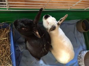 . Chico and Sunny .