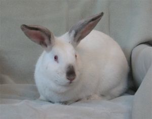 . Daphne .