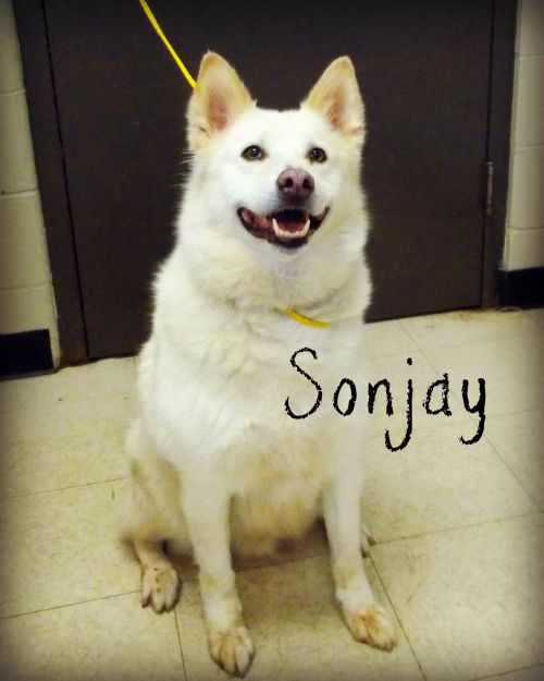 . Sonjay .