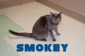 . Smokey .