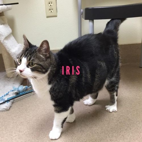 . Iris - 3 yrs old - Colony Cat .